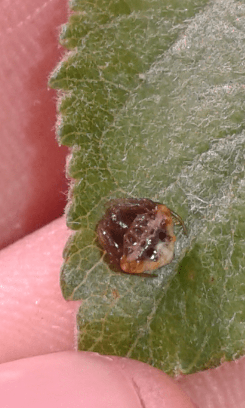 Cyrtarachne ixoides (Araneidae)?